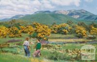 Wattles in blossom, Porepunkah, c1960