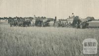 Cutting the Crop, Longerenong Agricultural College, Dooen, 1929