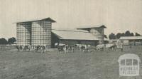 Dairy Herd, Longerenong Agricultural College, Dooen, 1929