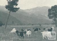 Grazing fields surrounded by pine forest, Bright, 1951