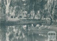 Natural Swimming Pool, Wangaratta, 1951