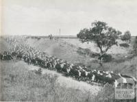 Cattle on the move at the Metropolitan Farm, Werribee, 1956