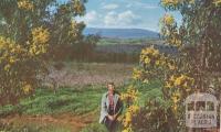 Wattle with the Dandenongs in the background, 1958