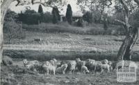 Homestead at Hexham, 1958