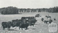 Stud Aberdeen Angus cows and calves, Caramut, 1958