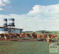 Stud Jersey cows and milking shed, Grassmere, 1958