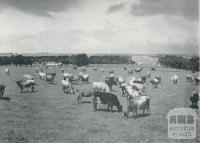 A Grade herd at pasture, Larpent, 1958