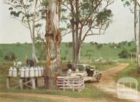 Stacking of milk ready for delivery to the factory, Scotts Creek, 1958