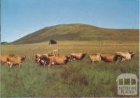 Jersey herd, Panmure, 1958