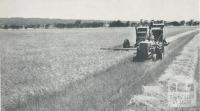 Harvesting barley, Balliang, 1958