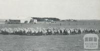 Sheep, woolshed and homestead, Woolsthorpe, 1958