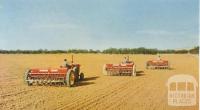 Sowing a wheat crop, Warracknabeal, 1958