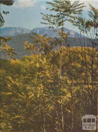 Mount Buffalo framed in ferns near Porepunkah, 1958