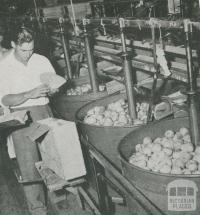 Grading pears, Tyabb, 1955