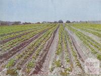 Lettuce cultivation, Braeside, 1955