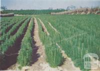 Pinus radiata nursery, Longford, 1955