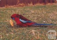 Crimson Rosellas feeding at Tidal River, Wilson's Promontory