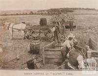 Sheep dipping at 'Elcho', Lara, 1909