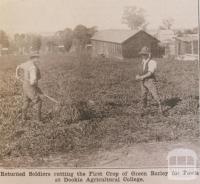 Returned soldiers cutting green barley, Dookie Agricultural College, 1918