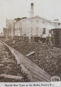 Special beet train at Maffra factory bins, 1920