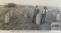 Crop of Late Carmans in Neerim district, 1939