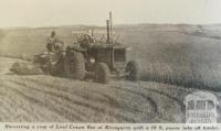 Harvesting Liral Crown flax at Birregurra, 1940