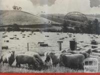 Yarra River flats near Mooroolbark, 1946