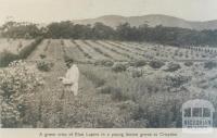 Crop of Blue Lupins in lemon grove, Croydon, 1943