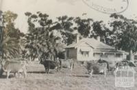 Dairy holding, Tongala, 1953