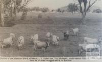 Champion Jersey herd, Moyhu, 1964