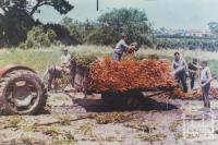 Harvesting carrots, Cheltenham, 1965