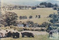 Clematis pig farm, 1967