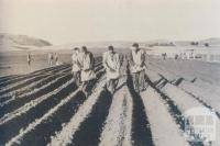 Onion planting, Alvie, 1956