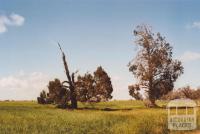 Hans Young Farm, Glenloth East, 2010