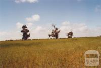 Hans Young Farm, Glenloth East, 2010