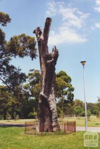 Scarred Tree, Yarra Park, 2000