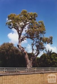 Aboriginal Tree, St Kilda, 2000