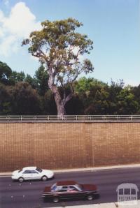 Aboriginal Tree, St Kilda, 2000