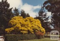 Kirks Reservoir, Ballarat, 1980