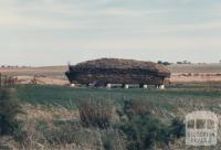 Hay, Galah, 1980