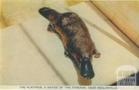 The platypus, a native of the streams, near Healesville