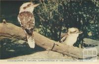 Kookaburras in natural surroundings at the Sanctuary, Healesville