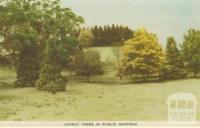 Lovely trees in public gardens, Korumburra