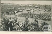 Irrigation Block, Mildura, 1948