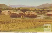 Flax Mill and Pine Plantations in the distance, Myrtleford, 1953