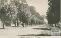 Avenue leading to Orbost, 1947