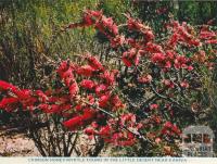 Crimson Honey-Myrtle found in the Little Dersert near Kaniva