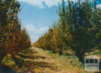 Fruit Trees at a Shepparton Orchard