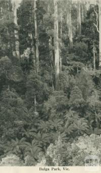 Bulga Park, 1949