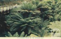 Picturesque ferns on the Acheron Way, Warburton